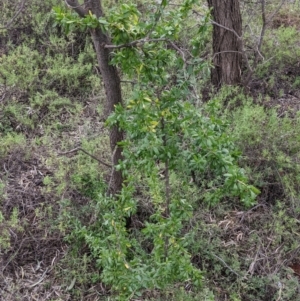 Lycium ferocissimum at Warburn, NSW - 19 Jun 2022