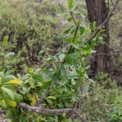 Lycium ferocissimum at Warburn, NSW - 19 Jun 2022