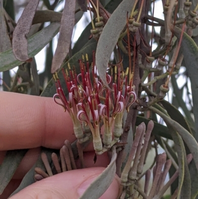 Amyema quandang var. quandang (Grey Mistletoe) at Warburn, NSW - 19 Jun 2022 by Darcy