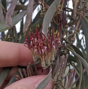 Amyema quandang var. quandang (Grey Mistletoe) at Warburn, NSW by Darcy
