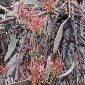 Amyema quandang var. quandang at Warburn, NSW - 19 Jun 2022