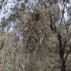 Amyema quandang var. quandang at Warburn, NSW - 19 Jun 2022