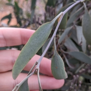 Amyema quandang var. quandang at Warburn, NSW - 19 Jun 2022