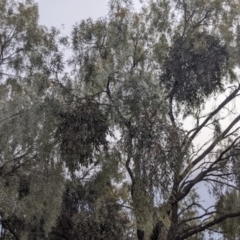 Amyema quandang var. quandang at Warburn, NSW - 19 Jun 2022 03:53 PM