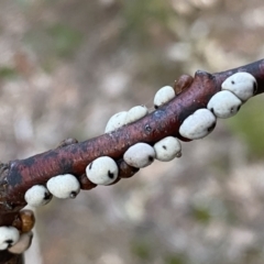 Cryptes baccatus (Wattle Tick Scale) at QPRC LGA - 19 Jun 2022 by Steve_Bok