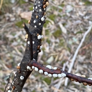 Cryptes baccatus at Jerrabomberra, NSW - 19 Jun 2022 04:41 PM