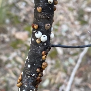 Cryptes baccatus at Jerrabomberra, NSW - 19 Jun 2022