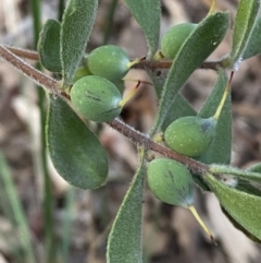 Persoonia rigida (Hairy Geebung) at QPRC LGA - 19 Jun 2022 by Steve_Bok