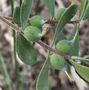 Persoonia rigida at Jerrabomberra, NSW - 19 Jun 2022 04:38 PM