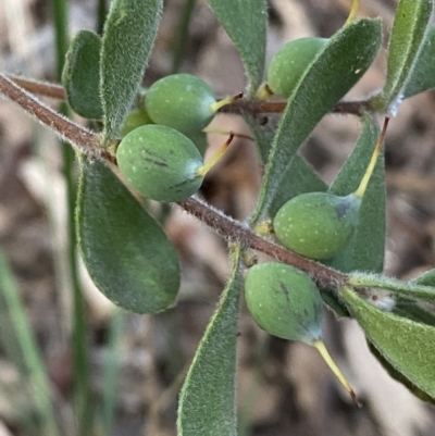 Persoonia rigida (Hairy Geebung) at Jerrabomberra, NSW - 19 Jun 2022 by SteveBorkowskis