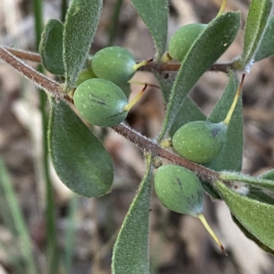 Persoonia rigida (Hairy Geebung) at Jerrabomberra, NSW - 19 Jun 2022 by Steve_Bok