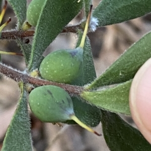 Persoonia rigida at Jerrabomberra, NSW - 19 Jun 2022 04:38 PM