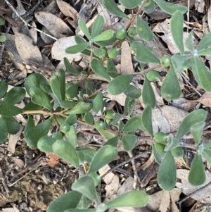 Persoonia rigida at Jerrabomberra, NSW - 19 Jun 2022 04:38 PM