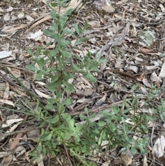 Persoonia rigida at Jerrabomberra, NSW - 19 Jun 2022 04:38 PM