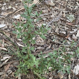 Persoonia rigida at Jerrabomberra, NSW - 19 Jun 2022 04:38 PM