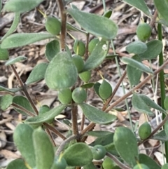 Persoonia rigida at Jerrabomberra, NSW - 19 Jun 2022 04:38 PM