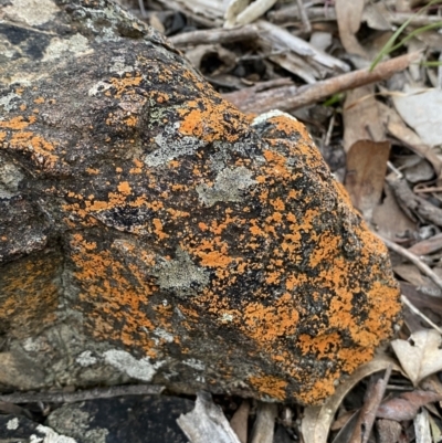 Caloplaca sp. (Firedot Lichen) at Googong, NSW - 19 Jun 2022 by Steve_Bok