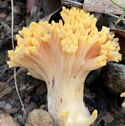 Ramaria sp. (A Coral fungus) at QPRC LGA - 19 Jun 2022 by Steve_Bok