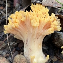 Ramaria sp. (A Coral fungus) at Googong, NSW - 19 Jun 2022 by Steve_Bok