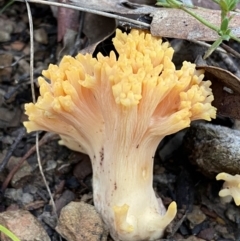 Ramaria sp. at Googong, NSW - 19 Jun 2022 04:19 PM