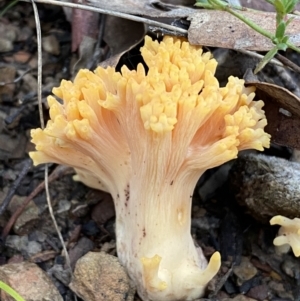 Ramaria sp. at Googong, NSW - 19 Jun 2022