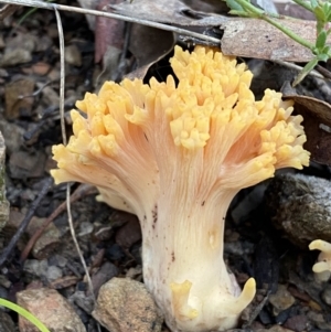 Ramaria sp. at Googong, NSW - 19 Jun 2022