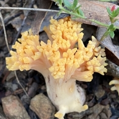 Ramaria sp. at Googong, NSW - 19 Jun 2022 04:19 PM