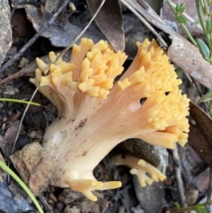 Ramaria sp. at Googong, NSW - 19 Jun 2022 04:19 PM