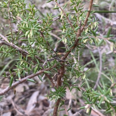 Leucopogon fletcheri subsp. brevisepalus (Twin Flower Beard-Heath) at QPRC LGA - 19 Jun 2022 by Steve_Bok