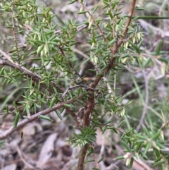 Leucopogon fletcheri subsp. brevisepalus (Twin Flower Beard-Heath) at Googong, NSW - 19 Jun 2022 by Steve_Bok
