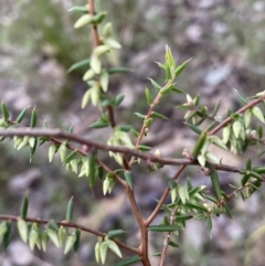 Styphelia fletcheri subsp. brevisepala at Googong, NSW - 19 Jun 2022