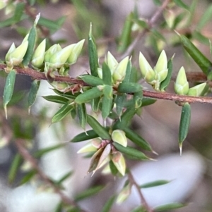Leucopogon fletcheri subsp. brevisepalus at Googong, NSW - 19 Jun 2022