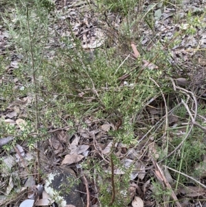 Styphelia fletcheri subsp. brevisepala at Googong, NSW - 19 Jun 2022