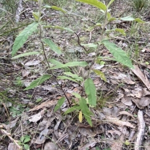 Olearia lirata at Googong, NSW - 19 Jun 2022