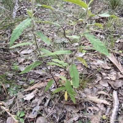 Olearia lirata (Snowy Daisybush) at Googong, NSW - 19 Jun 2022 by SteveBorkowskis