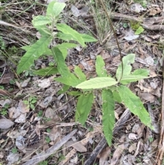 Olearia lirata at Googong, NSW - 19 Jun 2022