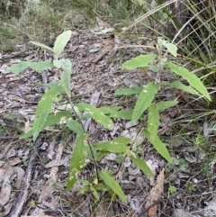 Olearia lirata at Googong, NSW - 19 Jun 2022