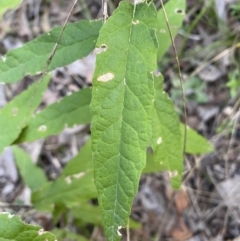 Olearia lirata at Googong, NSW - 19 Jun 2022