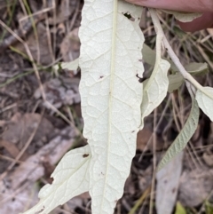 Olearia lirata at Googong, NSW - 19 Jun 2022