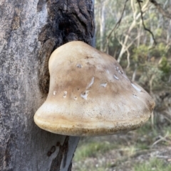 Laetiporus portentosus (White Punk) at Googong, NSW - 19 Jun 2022 by Steve_Bok