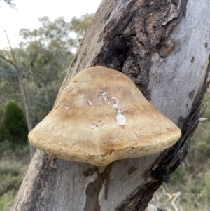 Laetiporus portentosus at Googong, NSW - 19 Jun 2022