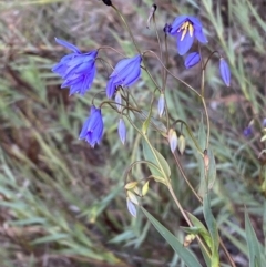 Stypandra glauca (Nodding Blue Lily) at Googong, NSW - 19 Jun 2022 by SteveBorkowskis
