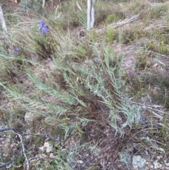 Stypandra glauca at Googong, NSW - 19 Jun 2022