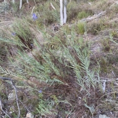 Stypandra glauca at Googong, NSW - 19 Jun 2022