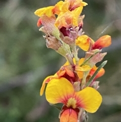 Dillwynia sericea (Egg And Bacon Peas) at Googong, NSW - 19 Jun 2022 by SteveBorkowskis