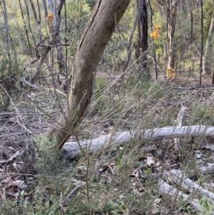 Dillwynia sericea at Googong, NSW - 19 Jun 2022 03:30 PM