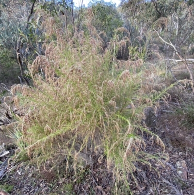 Cassinia sifton (Sifton Bush, Chinese Shrub) at Googong, NSW - 19 Jun 2022 by Steve_Bok