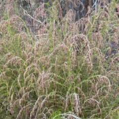 Cassinia sifton at Googong, NSW - 19 Jun 2022 03:26 PM