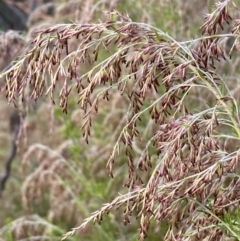 Cassinia sifton at Googong, NSW - 19 Jun 2022 03:26 PM