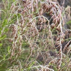 Cassinia sifton at Googong, NSW - 19 Jun 2022 03:26 PM